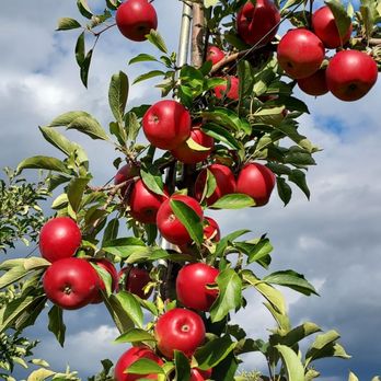 DuBois Farms - No honey crisp, no fuji .... no Macintosh... - Bakeries Near Me - Highland, New York DuBois Farms - No honey crisp, no fuji .... no Macintosh... - Bakeries Near Me - Highland, New York