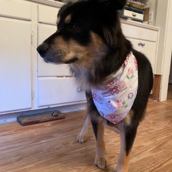 Bow-Wow! Barbers - Pet Groomers Near Me - Waxahachie, Texas Bow-Wow! Barbers - Pet Groomers Near Me - Waxahachie, Texas