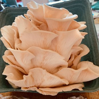 Opala Foods - Very healthy and delicate pink oyster mushrooms. Can't wait to cook them. - Specialty Food Near Me - Kaneohe, Hawaii Opala Foods - Very healthy and delicate pink oyster mushrooms. Can't wait to cook them. - Specialty Food Near Me - Kaneohe, Hawaii