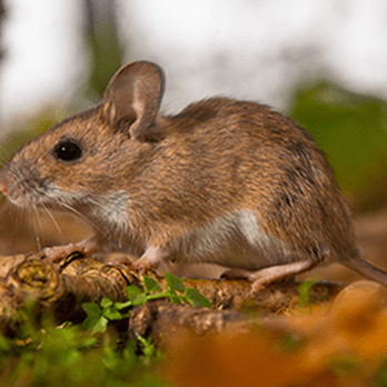Arrow Pest Control - Rodents - Pest Control Near Me - Morganville, New Jersey Arrow Pest Control - Rodents - Pest Control Near Me - Morganville, New Jersey