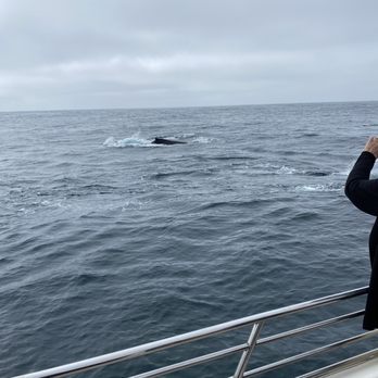 Discovery Whale Watch - Whale Watching Tours Near Me - Monterey, California