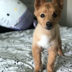 Perfectly Pawsh Pet Salon - Stewy (pomchi, RIP at 12 yo) he was a highly anxious little guy when he wasn't with me and they always did a great job with him!