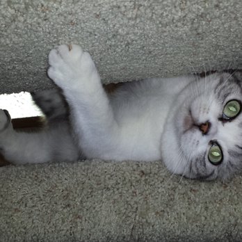The Cat Doctor - Veterinarians Near Me - Ventura, California The Cat Doctor - Veterinarians Near Me - Ventura, California