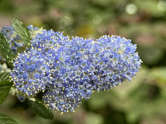 Muttart Conservatory by null