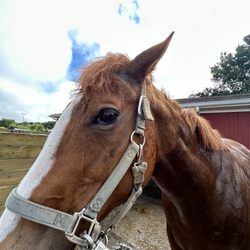 Country Farms Equestrian Center