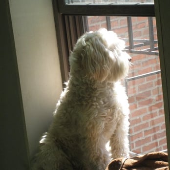 Kelly's Underground Dog Grooming - Pet Groomers Near Me - Boston, Massachusetts