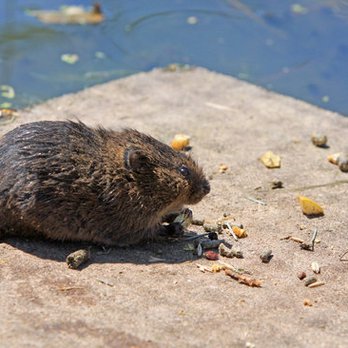 Perfect Pest Solutions - Pest Control Near Me Perfect Pest Solutions - Pest Control Near Me
