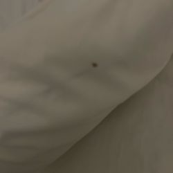Country Inn & Suites by Radisson - Greenfield - A bug hiding in the folds of the pillow case