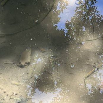 Griffith Park - Plenty of fresh water creatures - Parks Near Me - Los Angeles, California Griffith Park - Plenty of fresh water creatures - Parks Near Me - Los Angeles, California