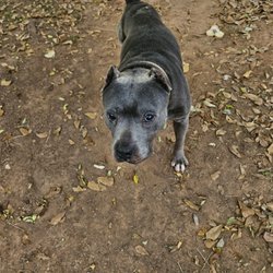 Beaconpoint Labs - the dog purina killed