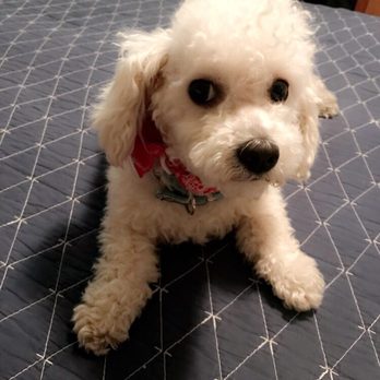 CURB Mobile Pet Groomers - Pet Groomers Near Me