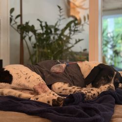 Atlanta Pet Resort - Marietta