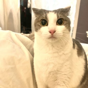 Mega Furniture - Forum/I35 - The look on this kitty's face it how you will feel after trying to do business w this place. I was prepared to spend at least 15k. - Furniture Stores Near Me - Universal City, Texas