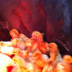 Heilman Hardware, Lumber & Farm Supply - You can tell if spring has sprung because we have baby chickens , ducks and rabbits for sale.