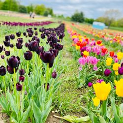 Timbuk Farms - Tulip fields during the Spring Tulip Festival