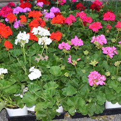 Texas Home & Garden Center