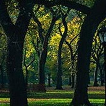 Action Tree Care - a park in the fall - Tree Services Near Me - Santa Barbara, California