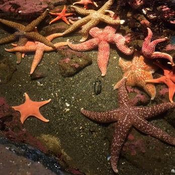 Seattle Aquarium - Aquariums Near Me - Seattle, Washington Seattle Aquarium - Aquariums Near Me - Seattle, Washington
