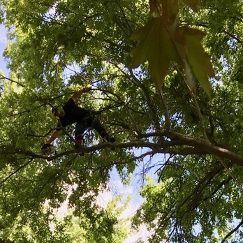 Claar Tree - Tree Services Near Me - Spring Hill, Kansas Claar Tree - Tree Services Near Me - Spring Hill, Kansas