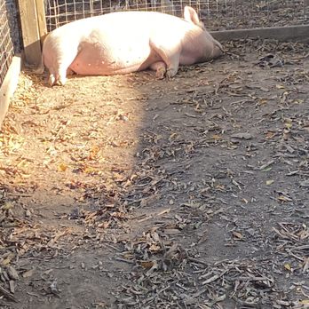 Aw Shucks Corn Maze & Pumpkin Patch - Sleeping pig lol - Farmers Market Near Me - Monroe, North Carolina