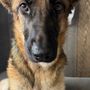 Photo of Four Legs Animal Hospital