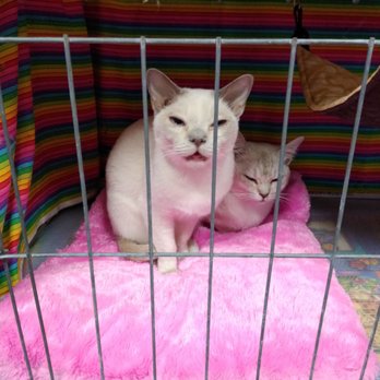 Cleveland County Fairgrounds - Beautiful cats! - Venues & Event Spaces Near Me - Norman, Oklahoma