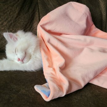 AdorableDolls Ragdolls - Pet Breeders Near Me AdorableDolls Ragdolls - Pet Breeders Near Me