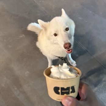 Cha Redefine - Dog with whip cream - Coffee & Tea Near Me - San Gabriel, California
