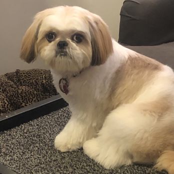 Belle's Boarding and Bath - Best grooming ever - Pet Groomers Near Me - Los Angeles, California
