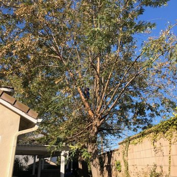 Ortega's Jr Tree Service - Tree Services Near Me - Riverside , California Ortega's Jr Tree Service - Tree Services Near Me - Riverside , California