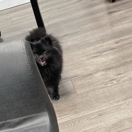 Guard dog Louie. Looks real ferocious, but he's a sweetheart.