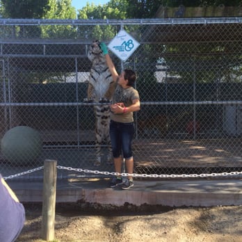 Vision Quest Ranch - Learning about the big cats during the evening Crunch Time tour was awesome!!! - Bed & Breakfast Near Me - Salinas, California