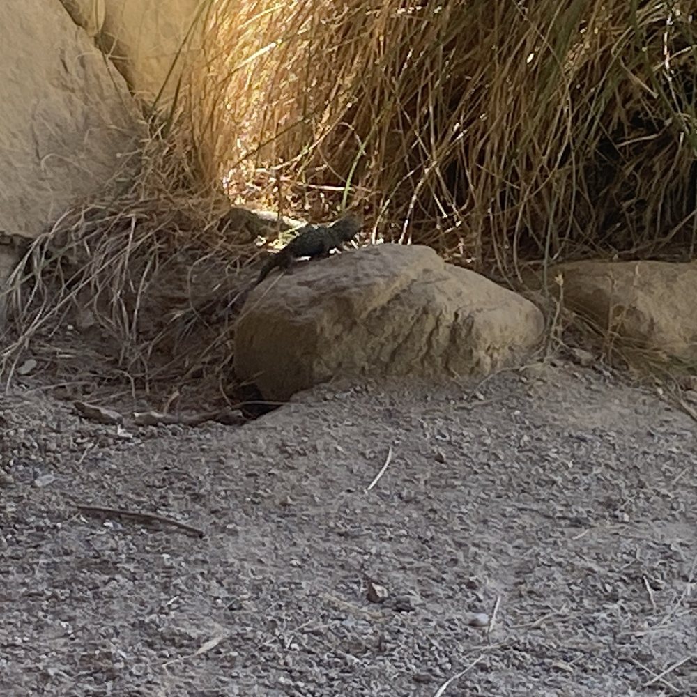 A lizard A lizard