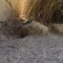 McDonald's - A lizard