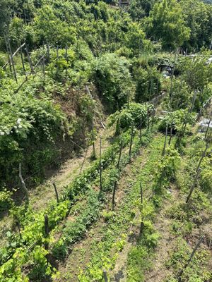 Monte Solaro Chair Lift by null