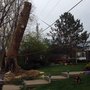 Photo of Apex Tree Service of Michiana