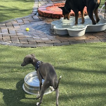 Play. Wash. Pint. - Dogba drinking from large water bowl - Dog Parks Near Me - Chattanooga, Tennessee Play. Wash. Pint. - Dogba drinking from large water bowl - Dog Parks Near Me - Chattanooga, Tennessee