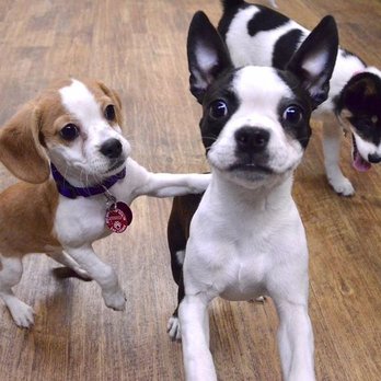 K9-Coach Home Dog Training - K9-Coach Home Dog Training The Woodlands, Texas - Pet Training Near Me