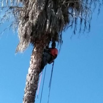 M S Castillo Tree Services - Our team at work. - Tree Services Near Me M S Castillo Tree Services - Our team at work. - Tree Services Near Me