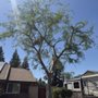 Photo of Roman’s Tree Service
