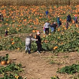 Pumpkins! And lots of em.