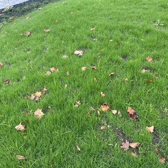 Heritage Landscape - a green lawn with fallen leaves - Landscaping Near Me