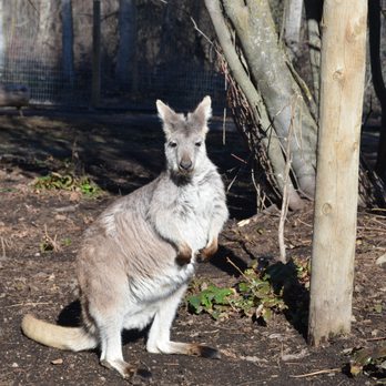 Kangaroo Creek Farm - Zoos Near Me - Kelowna, British Columbia Kangaroo Creek Farm - Zoos Near Me - Kelowna, British Columbia
