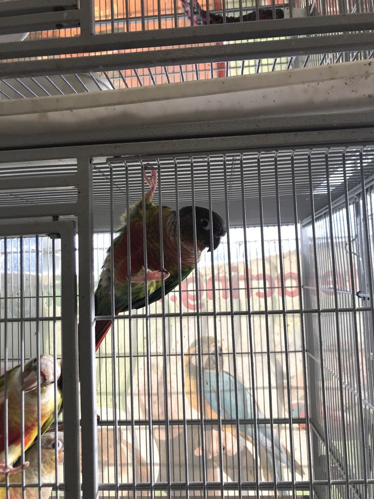 THE BIRDHOUSE 21 Reviews 6803 Stirling Rd, Hollywood, Florida Pet Stores Phone Number Yelp