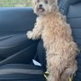 Photo of Dog Squad Dog Training