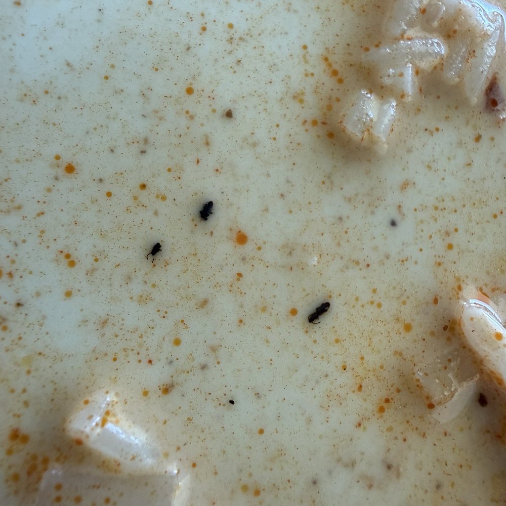 Blue Elephant - Ants in pad thai - Thai Near Me - Bakersfield, California