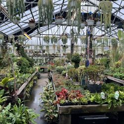 Larchmont Nurseries and Greenhouses - Houseplants of all kinds
