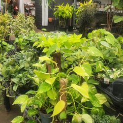 Proctor Ace Hardware