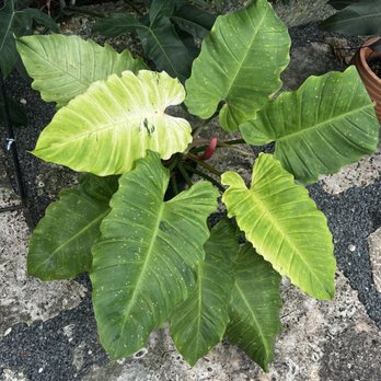 Perfect Choice Nursery - Nurseries & Gardening Near Me - Southwest Ranches, Florida Perfect Choice Nursery - Nurseries & Gardening Near Me - Southwest Ranches, Florida