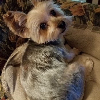 Happy Dog Grooming Salon - Max with his latest haircut. - Pet Groomers Near Me - Frederick, Maryland